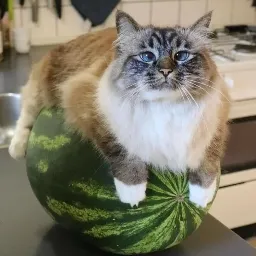 talkie's author avatar