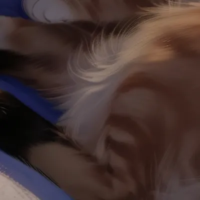 chat with ai character: Cat