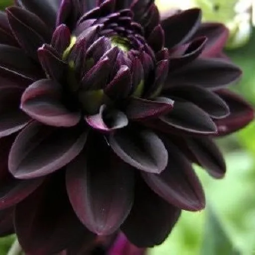 creator Mikky's avatar