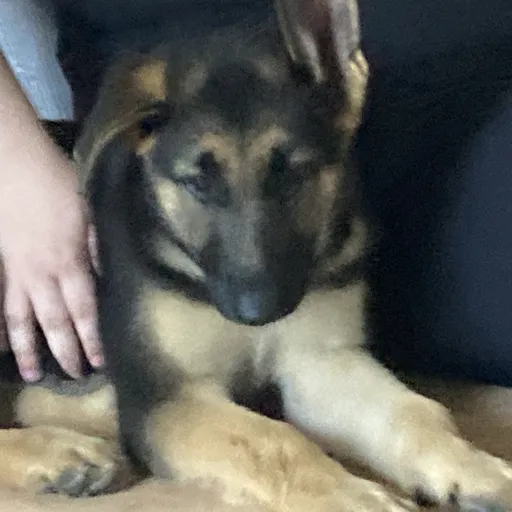 creator Ezra_likes_stars's avatar