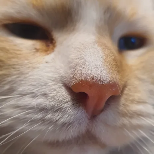 creator snowballthecat>:3's avatar