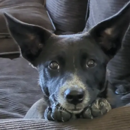 talkie's author avatar