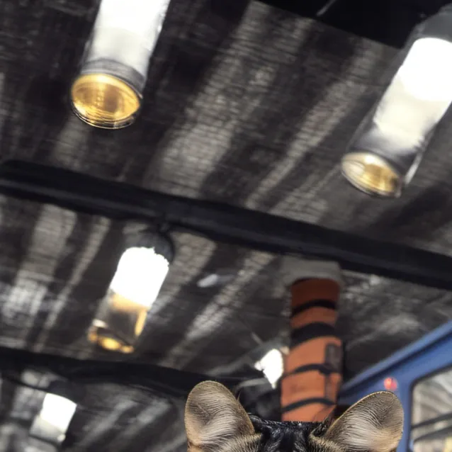 chat with ai character: kitty