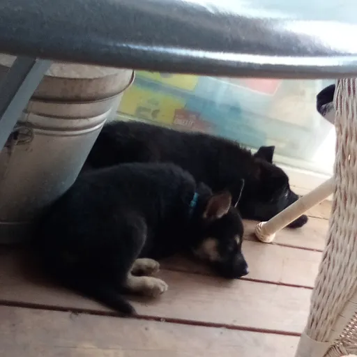 creator animal cannibal's avatar