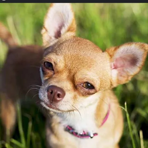 creator Chihuahua fan's avatar