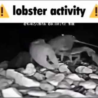 creator Imdadude's avatar