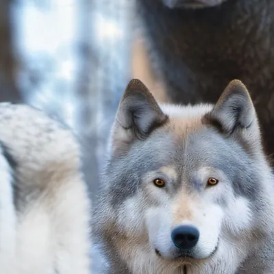 chat with ai character: Jackson,Jason,Jase