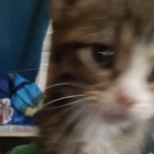 creator Watermelon🍉's avatar