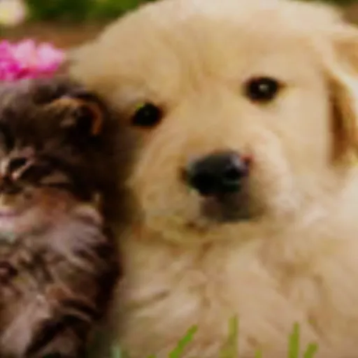 creator Gili 😜's avatar