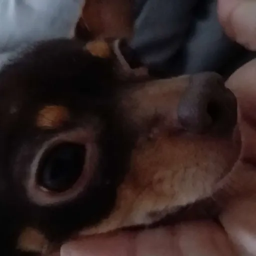 creator Mannoz's avatar