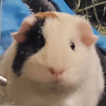 creator SpaceAorta's avatar