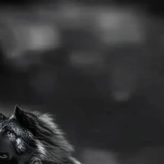 chat with ai character: Sharla