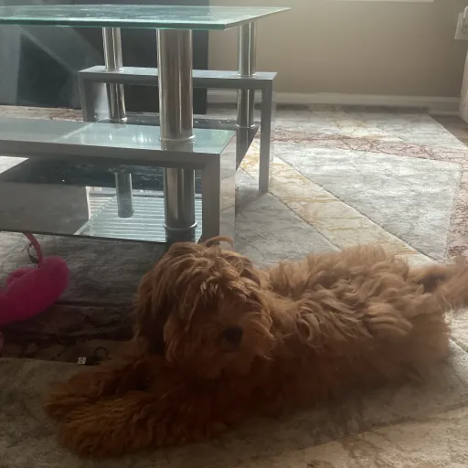 talkie's author avatar