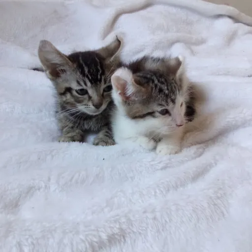 creator Kitten loverr!'s avatar