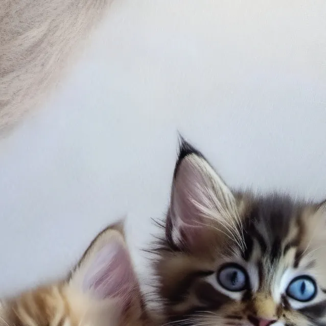 chat with ai character: Mango and Nico