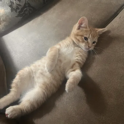 creator Voillet's avatar