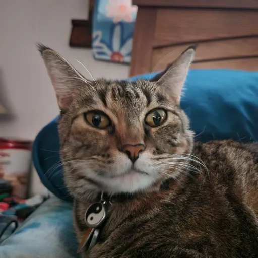 talkie's author avatar