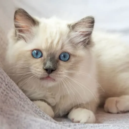 creator Chloe's takie's avatar