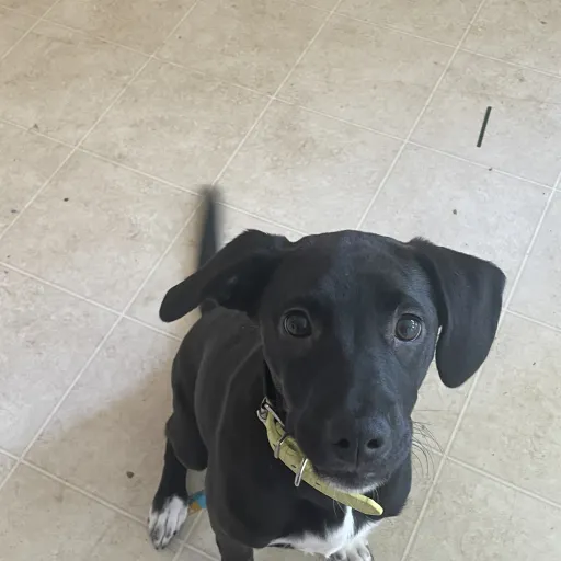 creator Elizas grace feaze's avatar