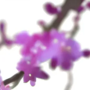 chat with ai character: announcement