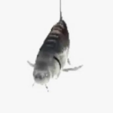 creator Da fish's avatar