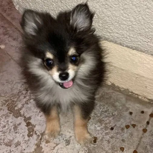 talkie's author avatar