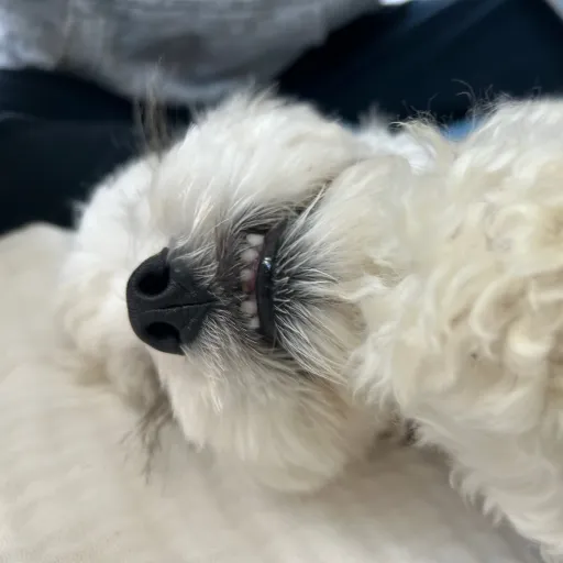 creator Aliyah_Is_Here's avatar