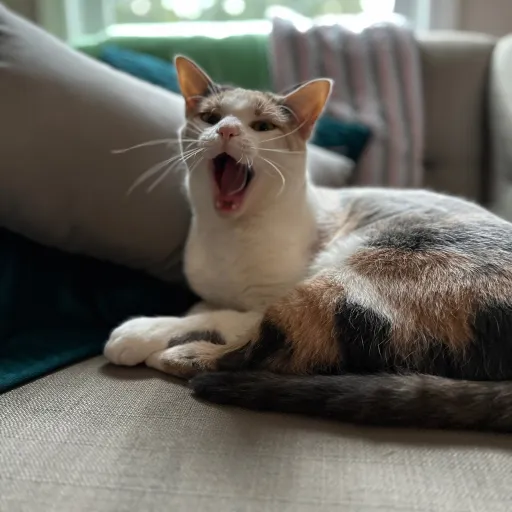 creator Valentinehearts's avatar