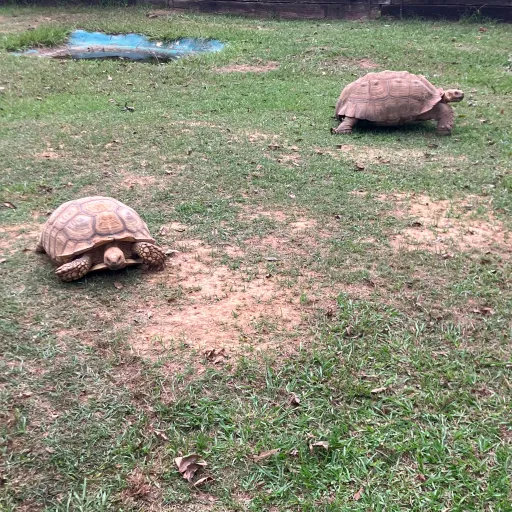 creator Turtle_Lover's avatar