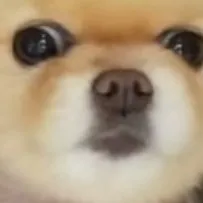 creator ~I eat toes~'s avatar