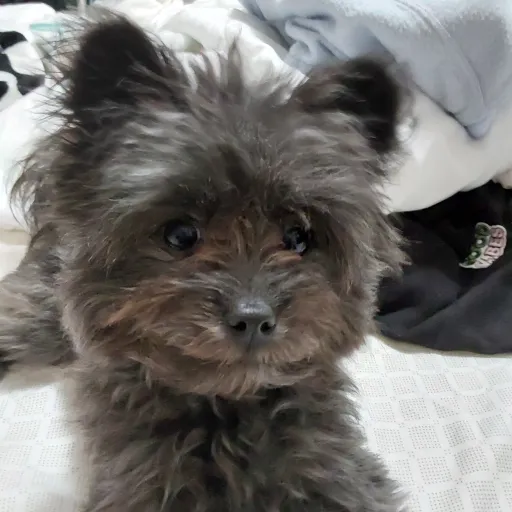 creator oreo the dog's avatar