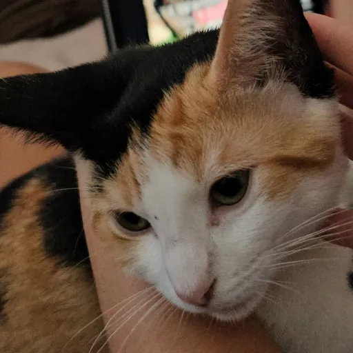 creator Pineapple kitten's avatar