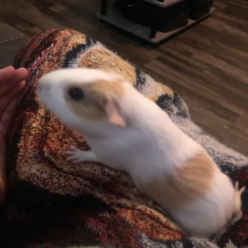 talkie's author avatar