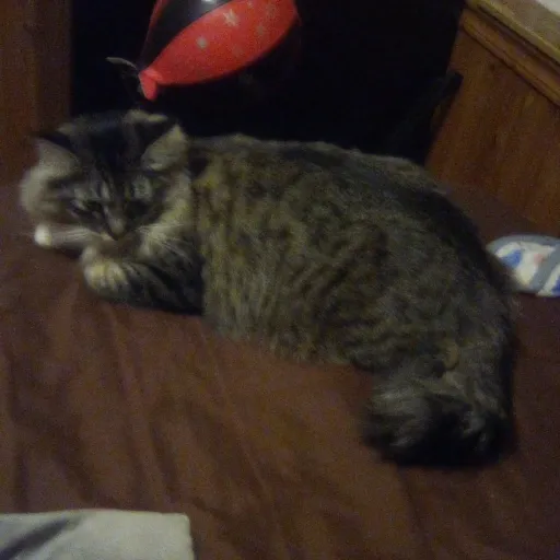 creator (gojo simp('s avatar