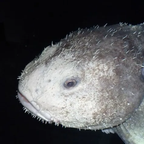 creator SamJustSam's avatar