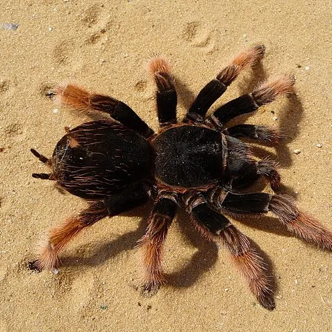 creator Nexus9281's avatar