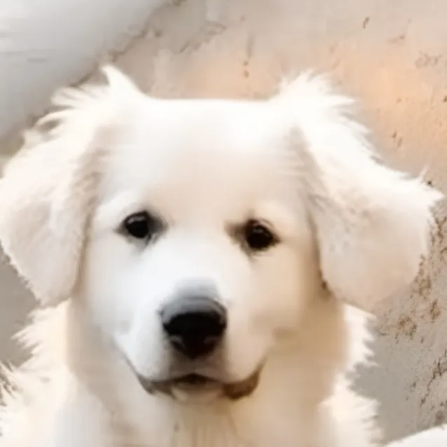 chat with ai character: kima