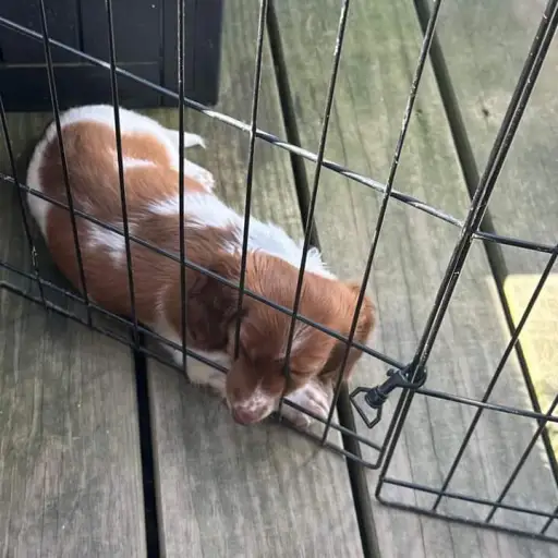 creator Angel Legends's avatar