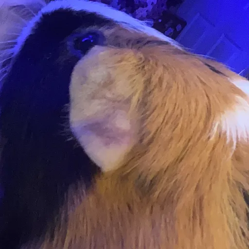 creator teamjeremiah515's avatar