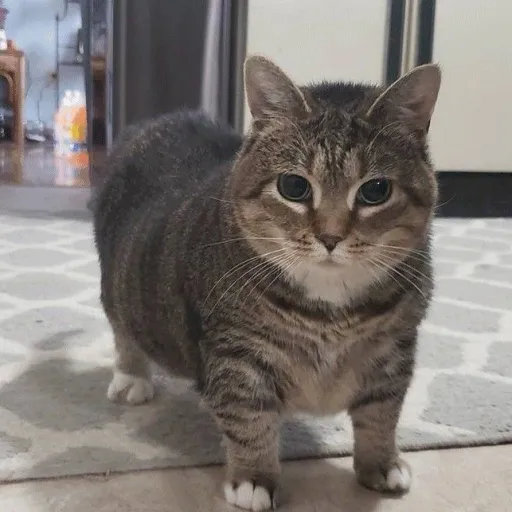 creator Thegoofycat's avatar