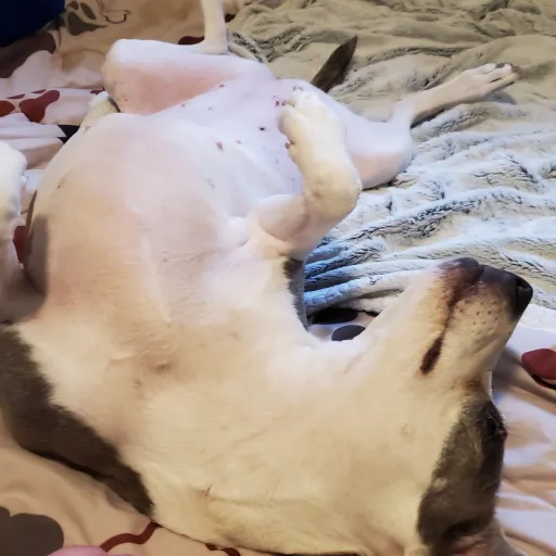 creator DogLover1014434's avatar