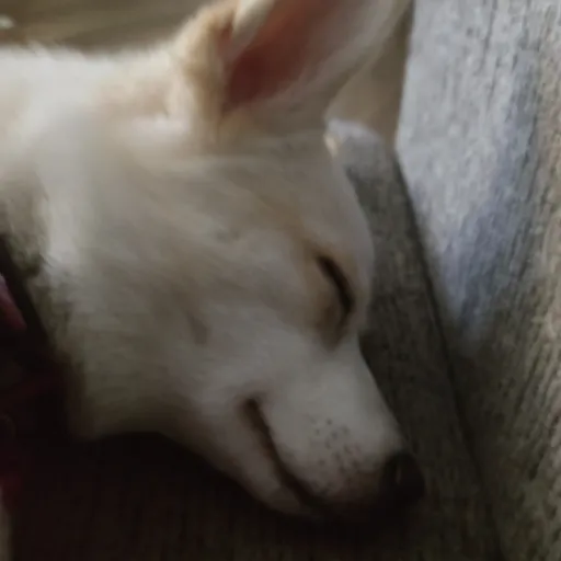 creator my dog star's avatar