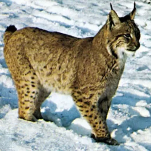 creator Isabearhorseouxie's avatar