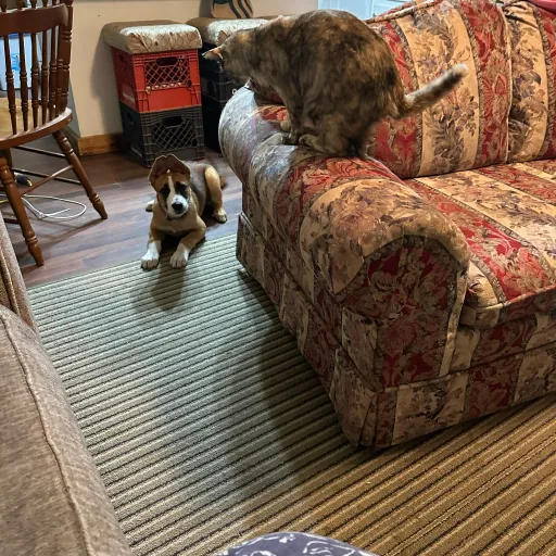 talkie's author avatar