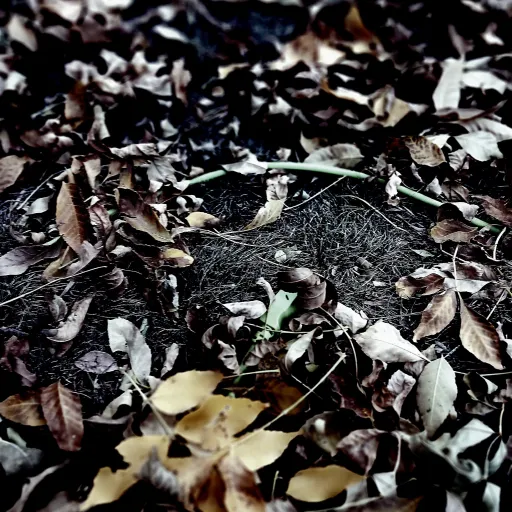 creator Cosmo_Forever101's avatar