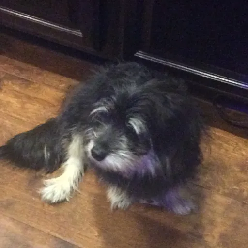 creator Yuki(‘^’)🖕's avatar