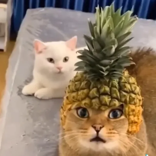 creator Idek at this point's avatar