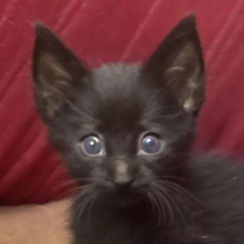 chat with ai character: Baby baer