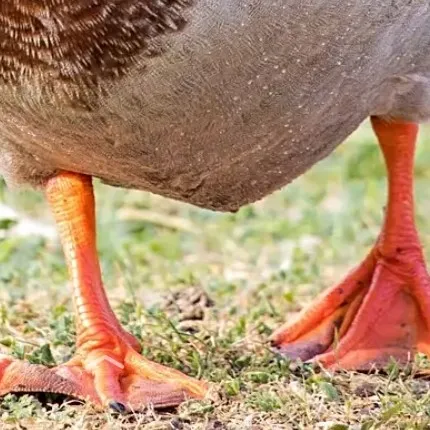 creator duckyfriend's avatar