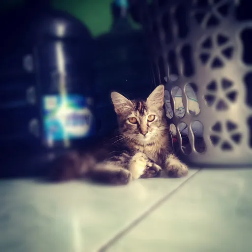 talkie's author avatar